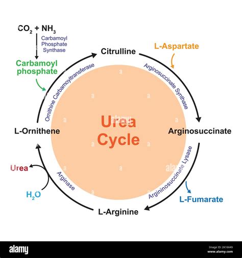 illustrazione chimica dell'urea che si trasforma in ammoniaca
