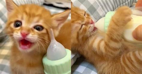 Gattino neonato che beve il latte dal biberon