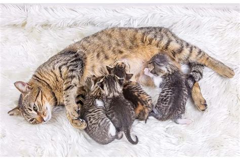 Gattini che mangiano da un piattino durante lo svezzamento