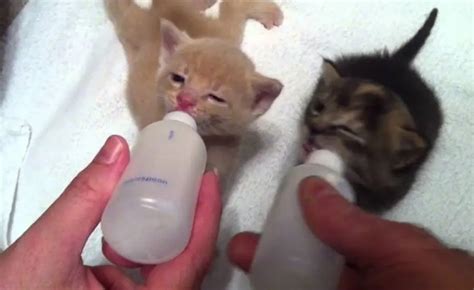 Gattino neonato che viene allattato al biberon