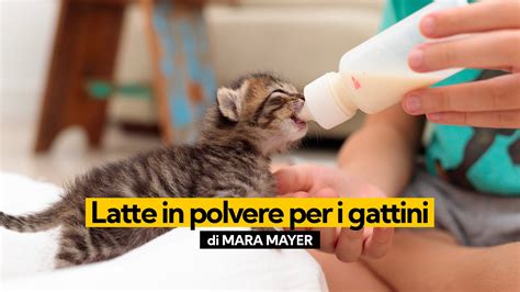Latte in polvere specifico per gattini
