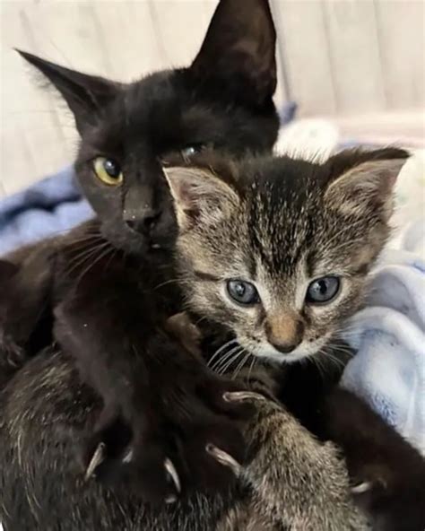 Persona che stimola un gattino per i bisognini