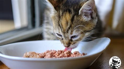 Gattino che mangia cibo solido durante lo svezzamento