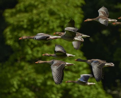 Uccelli in volo
