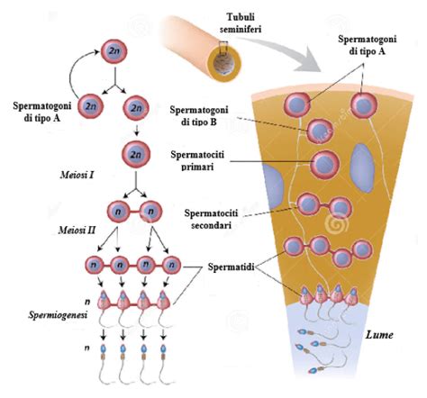 infografica che illustra le fasi della spermatogenesi e i parametri dello spermiogramma