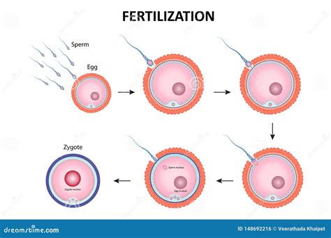 Illustrazione della fecondazione