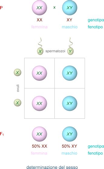 Cromosomi X e Y: la determinazione del sesso