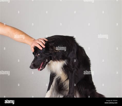 Coppia di umani che accarezzano un cane