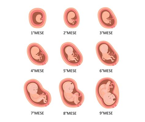 Immagine di un embrione e di un utero