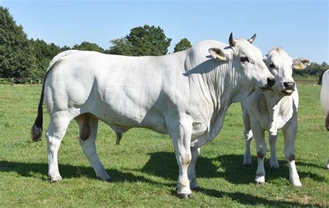 Bovini di razza Marchigiana con