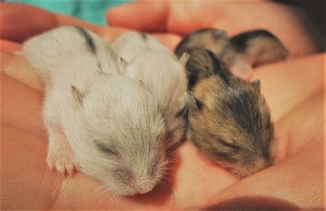 Criceti cuccioli nel nido con la madre
