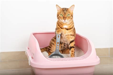 Gatto in attesa davanti alla cassetta igienica