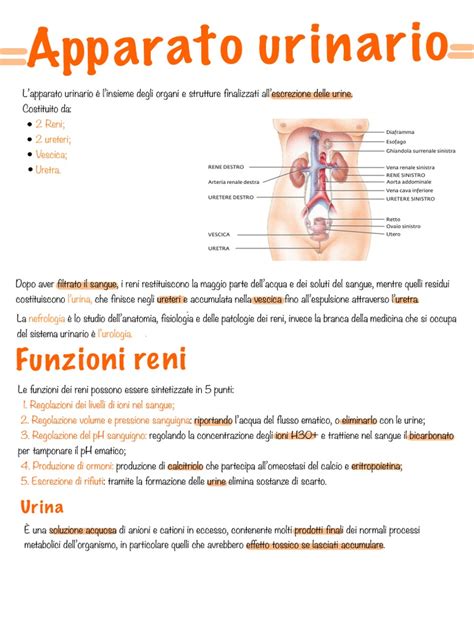 Schema dell'apparato urinario felino