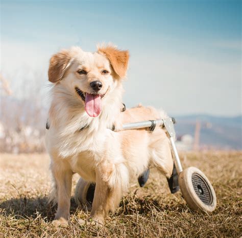 Cane anziano o disabile in passeggino