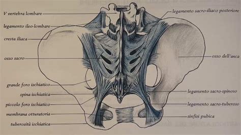 Schema anatomico del bacino femminile e del feto durante il parto