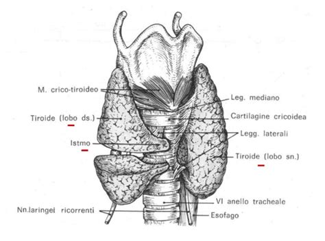 rappresentazione anatomica della tiroide e del sistema riproduttivo femminile