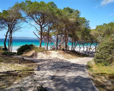 veduta aerea del litorale di Alghero con la pineta di Maria Pia