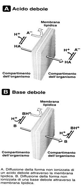 Diarrea e assorbimento dei farmaci