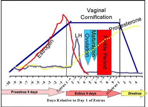 schema del ciclo estrale nel cane