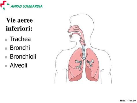 rappresentazione schematica dell'anatomia delle vie aeree inferiori: bronchi e bronchioli