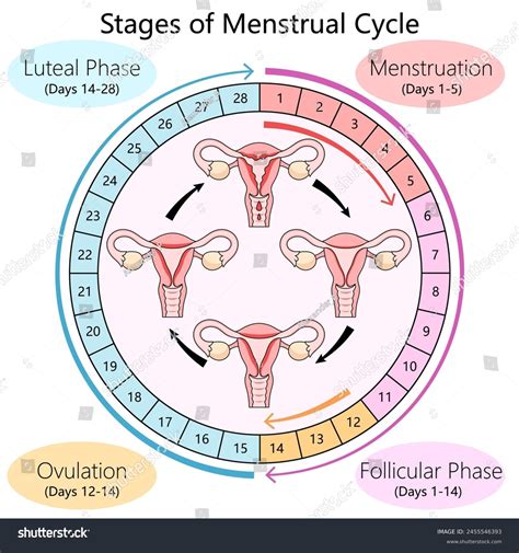 Illustration of the menstrual cycle phases