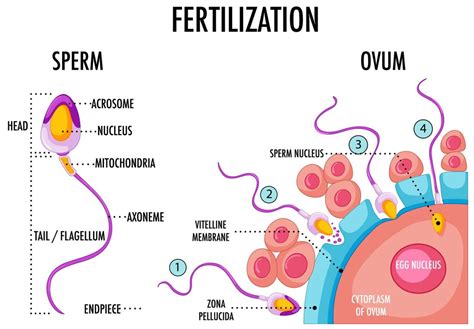 Sperm and ovum interaction