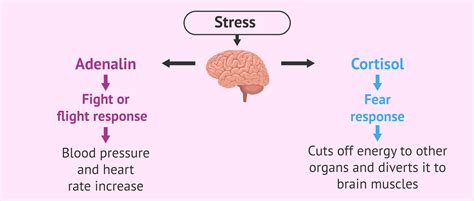 Stress effect on hormones