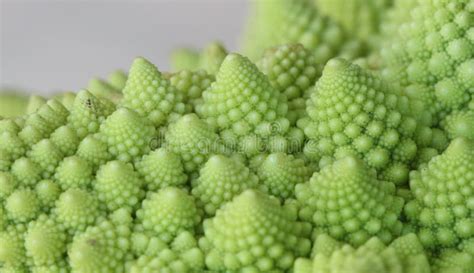 Frattali in natura: Felce e Cavolfiore Romano