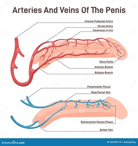 Anatomia del pene maschile