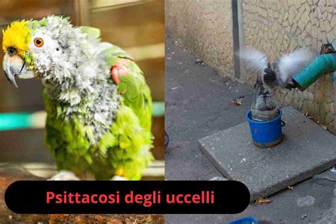 Mappa che mostra la distribuzione dei casi di psittacosi in Europa