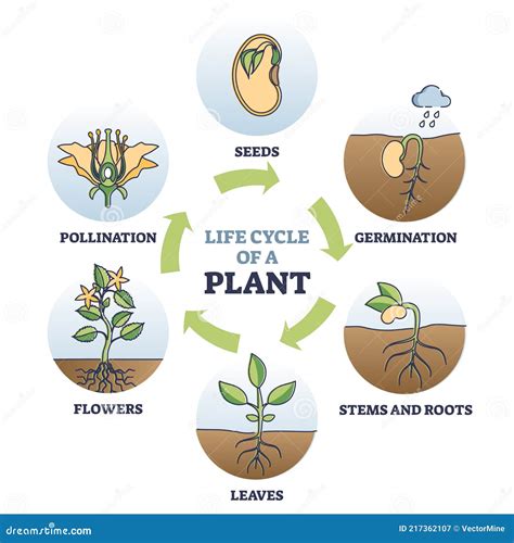 Diagramma del ciclo di vita di una pianta da fiore con enfasi sull'impollinazione