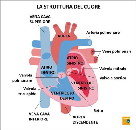 Struttura del cuore e del setto interventricolare