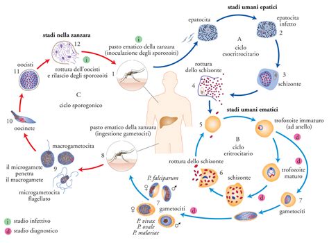 Ciclo di infezione della pertosse e vie di trasmissione