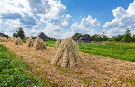Campo di grano con covoni