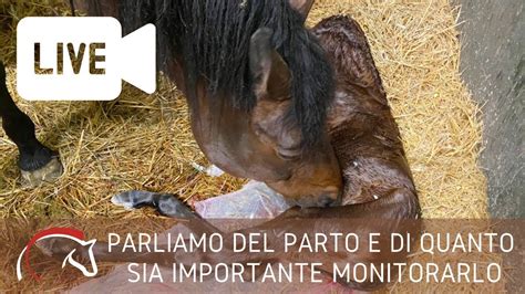 Preparazione e monitoraggio della cavalla gravida prima del parto