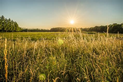Campo fertile con alberi in lontananza