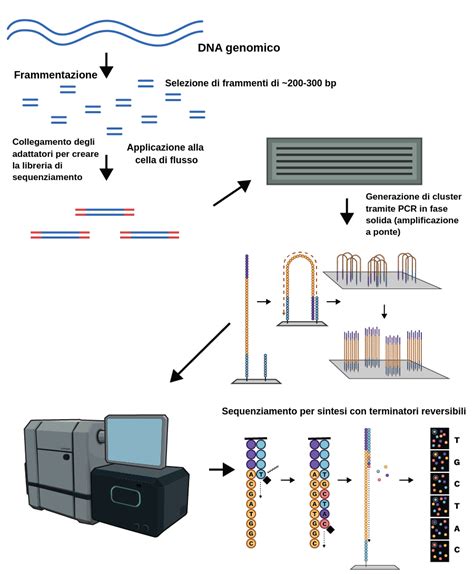 diagramma che illustra il processo di sequenziamento NGS del DNA