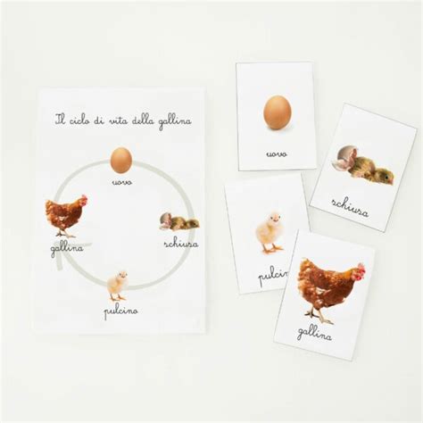Ciclo di vita della gallina