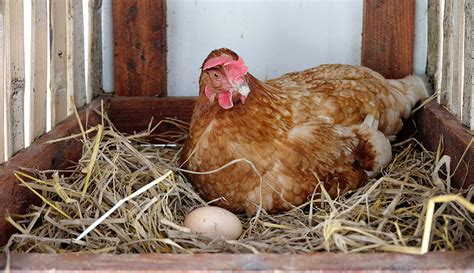 Gallina chioccia sul nido