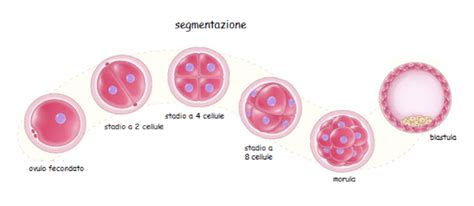 Sviluppo dell'embrione: da ovulo fecondato a blastocisti