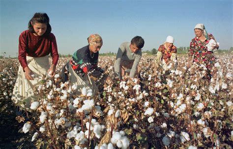 Campo di cotone organico con agricoltori al lavoro