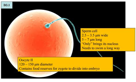 Comparison of sperm and oocyte sizes