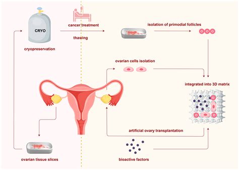 Ovarian tissue reimplantation sites