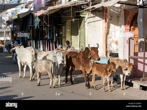 Mucche sacre in India
