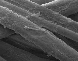 Microscopio che mostra la struttura traspirante della fibra di bambù
