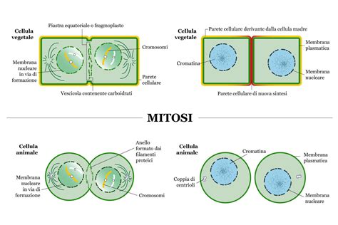 Cellule in divisione