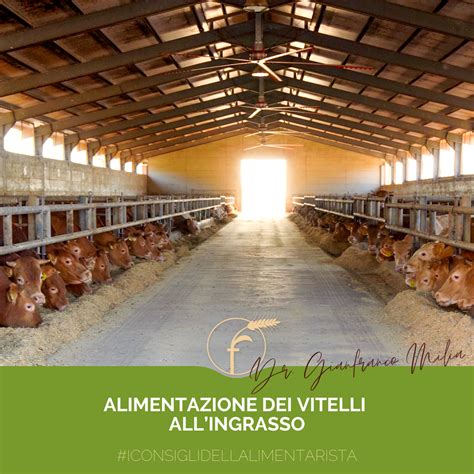 Importanza del benessere dei vitelli
