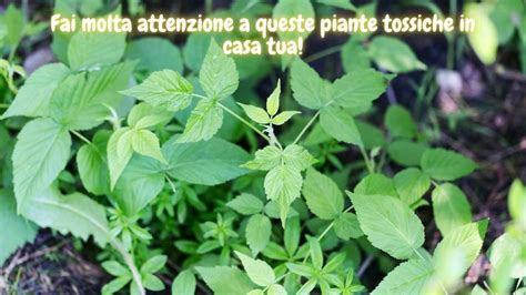 Piante tossiche comuni