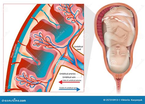 Struttura della placenta