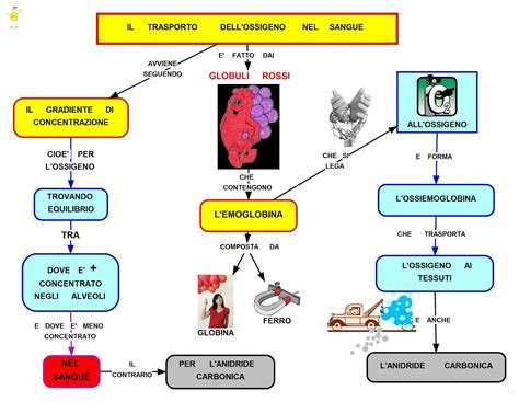 Diagramma del trasporto di ossigeno nel sangue da parte dell'emoglobina